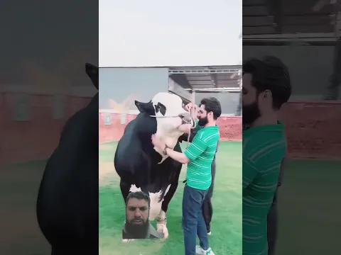 qurbani 2024 | #animals #love #bull #cow #shorts #shortstory