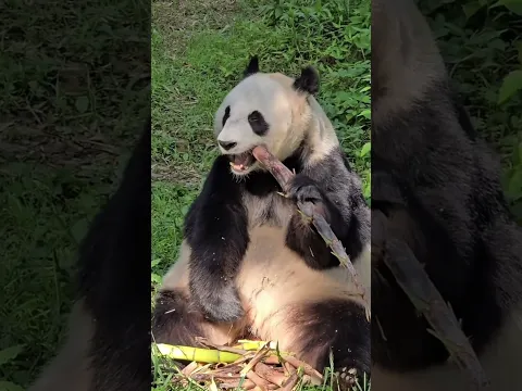 China's Give Panda On Rent 🐼