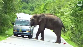 CRITICAL MOMENT: Wild Elephant vs. Car - Who Wins? 😱 #elephant #elephantattack