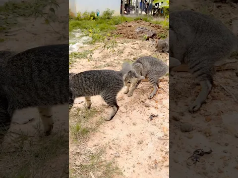 Cat do what 😹🐱🥰 #cat #love #foryou #shortvideo