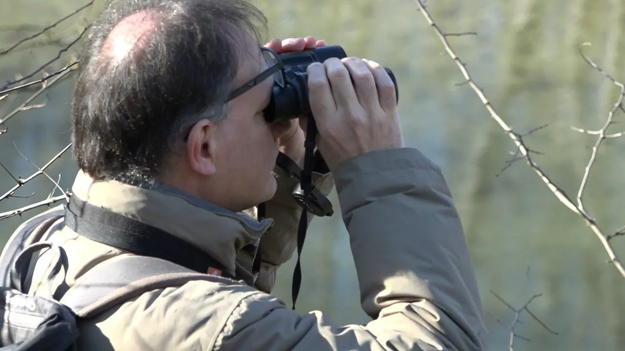 Despleguen el cens anual d’ocells aquàtics hivernants de l’Alt Ter