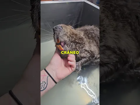 Si el castor deja de roer madera sus propios dientes le perforan el cráneo 🦫 #animales #curiosidad