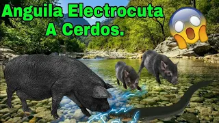 ⚡ ANGUILA ELÉCTRICA Electrocutando a Cerdos 🐖🐖⚡️⚡️