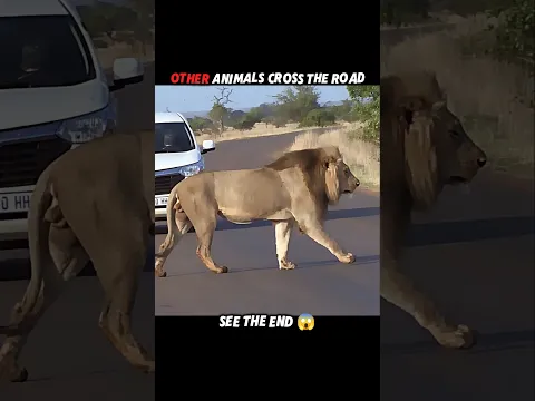 Tiger vs other animals#trending #animals #wildlife #shorts #youtube