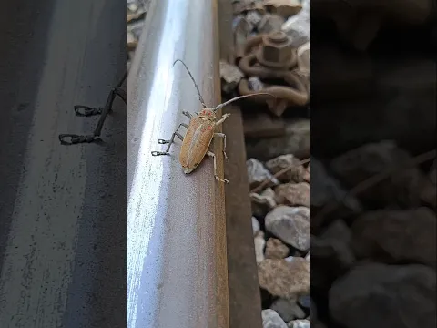 Somehow he managed to escape just in time for the train. #shortvideo #train #challenge