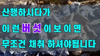 🍄산행하시다가 이런 버섯을 보시거든 무조건 채취해 오십시요"강추"
