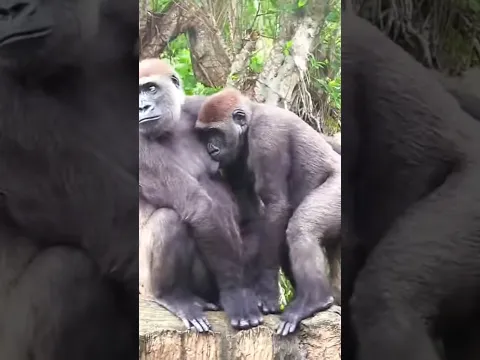 Jabali 喝奶中