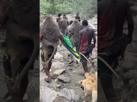 Incredible Tribe Hunt and Eat Baboons #africa #survival #junglesafari #bushman #animal #food #forest