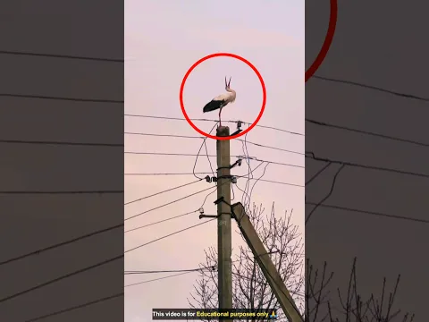 নেটের দুনিয়া পাখিটির ঘর বাঁচালো 😲💕