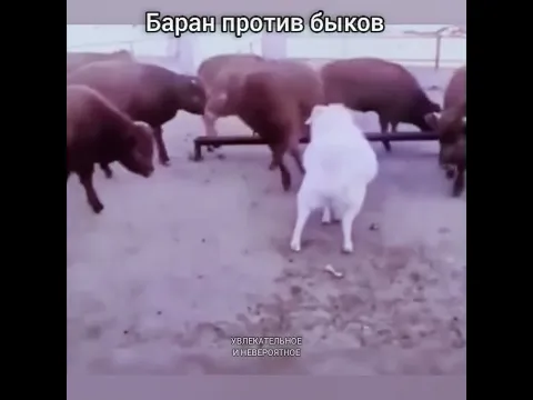 Баран против быков