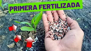 🌽 Nació El Maíz Primera FERTILIZACIÓN Del maíz - Estos Fertilizantes Se Aplicaron Al Maíz