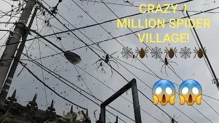 BIGGEST GOLDEN ORB SPIDERS!! 😱🕷🕸SCARY SPIDER VILLAGE! #coreywild  #bigspider #spider 