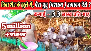 पैरा मशरूम उगाने की पूरी जानकारी।पैरा पुटू कैसे उगाते है।Paddy Straw Mushroom Cultivation। Pairaputu