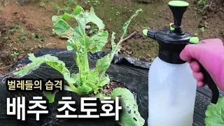 벌레먹은 배추밭 유기농 방제작업 5일후