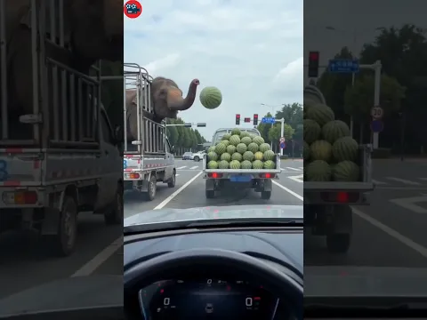 The driver who stopped the elephant from stealing watermelons was retaliated against🤣