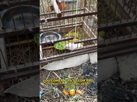 Consegui genteeee 😂🙏🏼🪤 #animais #comida #vlogs