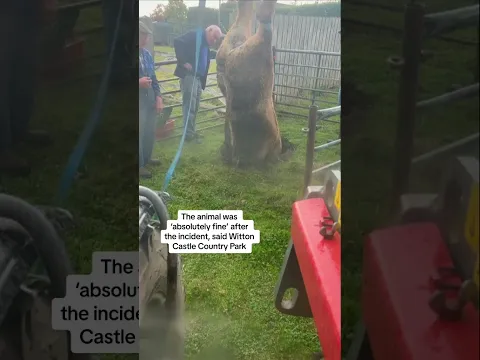 Bullock pulled from sinkhole by its hooves