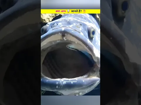 🤯 Cleaner Fish ? #allahuakbar #allah #shortviral