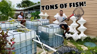 CRAZIEST HOMEMADE BACKYARD FISH BREEDING PONDS!