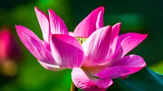 Música para Dormir rápido e relaxar profundamente, musica tranquila e calmante
