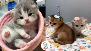 😺😍😘EPS4 OMG Cutest Kittens Videos Compilation 2022 Best Moments Of Cute Kitty Cats -CuteAnimalShare