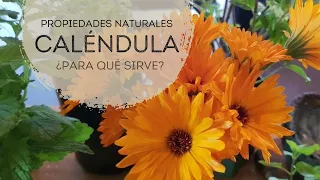 Secretos medicinales de la Caléndula al descubierto