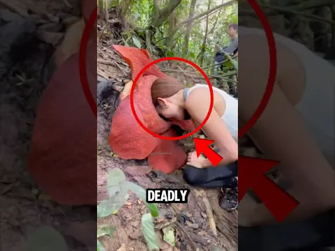 TOP 5 DEADLIEST CARNIVORE PLANTS 🌱🪤🕷️😱 #DeadlyPlants #ScaryNature #carnivorousplants