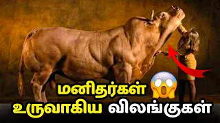 🤬இயற்கைகு எதிரான மனிதர்களின் செயல்😰| Multi facts in Tamil | hybrid animals | #hybridanimals  #facts
