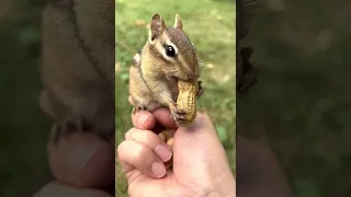 The most charismatic eyes of a chipmunk I have seen