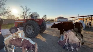 DÜVEYİ TRAKTÖRLE ÇEKİP BOĞANIN YANINA GÖTÜRDÜP EŞLEDİK #bull #cow