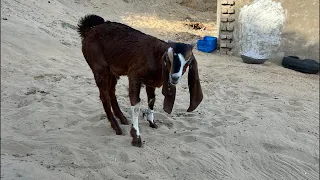 Village camel lovers is live