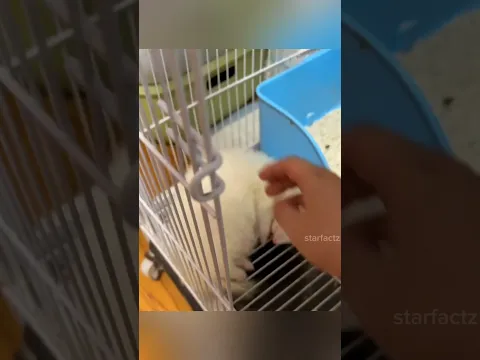 बिल्ली 🐈 apne दोस्त se बार बार darr ke क्यू bhaag रही thi??😮😮