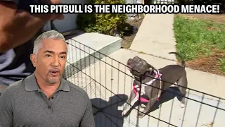 My Dangerous Stand Off With An Untamed Pitbull | Cesar 911 Throwbacks