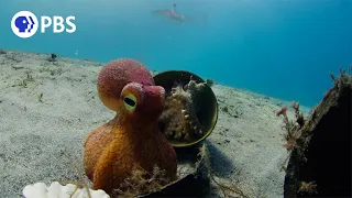 Spy Octopus Helps Friend Hide From Shark