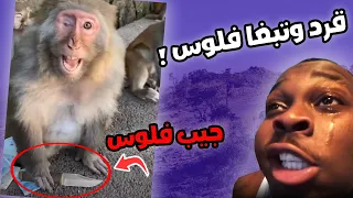 قصتي : ضعت وسط قرود الطائف