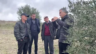 Problematikat në ullinj, parandalimi dhe produktet për trajtimin e tyre