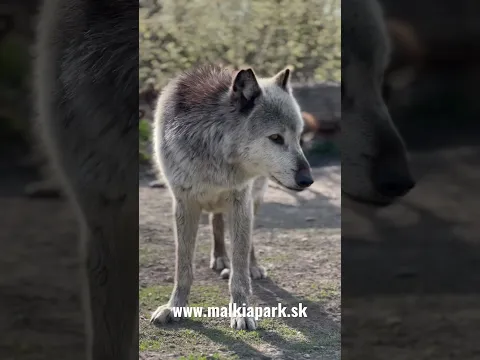 Vlk kanadský čierny / vlk dravý euroázijský 🐺 #animal #wolf #malkiapark
