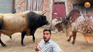 Jersey Bull Aaya🐂🤬Bheem Bull Full Gussa me😱⚔️