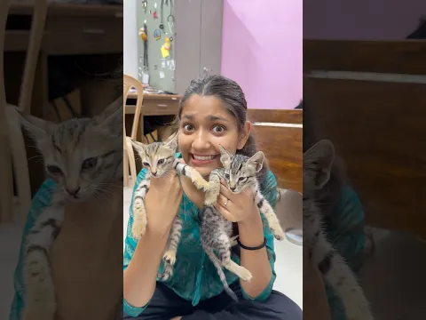 Naye mehmaan ♥️ | Cat rescue 😱 | #shorts #minivlog #cat