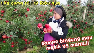 GREBEK KEBUN APEL..!! BUAHNYA BEJIBUN DAN MURAH MERIAH😍