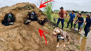 Brave Hunter Kills Monster Gorilla And 3 Giant Pythons