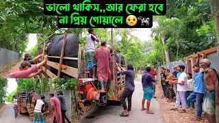 ভালো থাকিস,,আর ফেরা হবে না প্রিয় গোয়ালে 😥