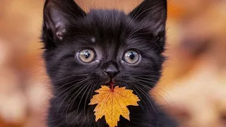 Story of Cats |#cats #animals