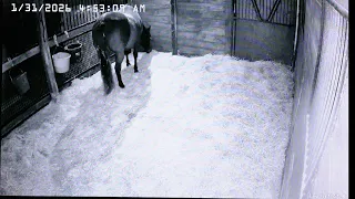 Foal Watch LIVE CAM 01.30.2026