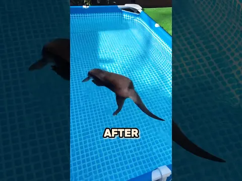 Otter Floating In A Pool 😱
