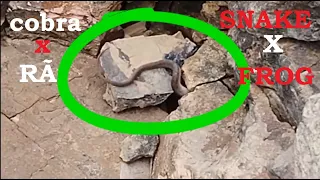 cobra ataca rã ..snake x frog