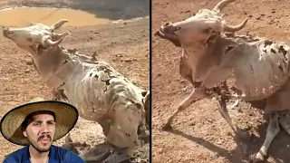 Vaca se recusa cair, mesmo sem vida