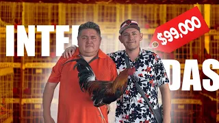🔍 ¿Intercontinental de Arandas Cuánto cuestan los gallos y gallinas ? 🐓💰