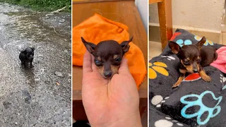 Rescaté a una cachorrita bajo la lluvia… ¡Mira su increíble transformación