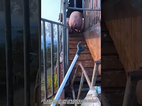 전기 유도봉 이용한 돼지 상차 #farming #skills #pig #livestock #handling